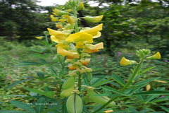 Crotalaria quinquefolia